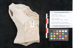 Foto (Objekt + Etikett) von Hypnum sagorianum Ettingshausen (NHMW-GEO-2024-0188-6733)